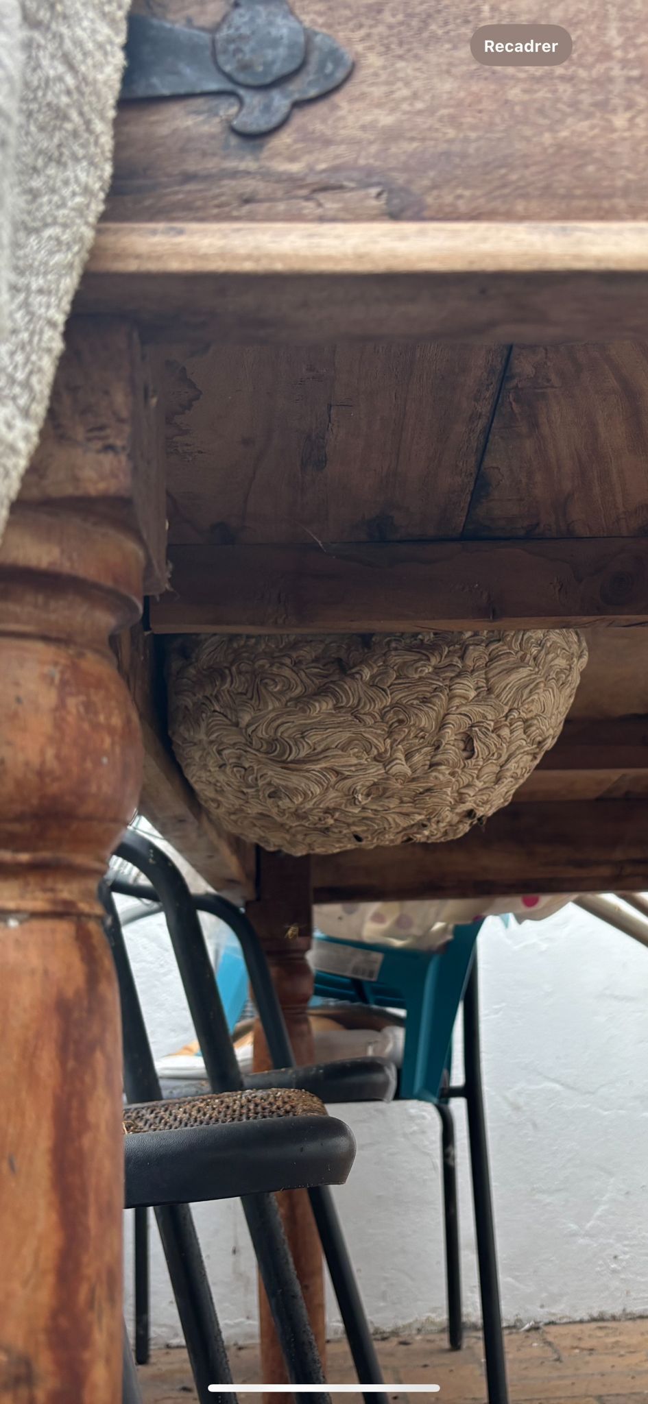Gros plan sur un nid de frelons gris, dense et caché dans une structure en bois. Intervention rapide garantie.